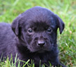 yellow male pup