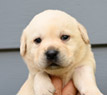 yellow male pup