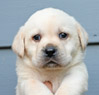 yellow male pup