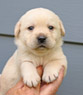 yellow male pup