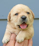 yellow male pup