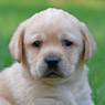 yellow male pup