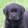 black male pup