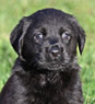 yellow female Lab pup black female lab pup