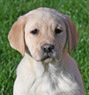 yellow female lab pup