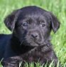 black female lab pup