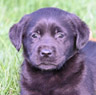 black female lab pup