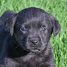 black female lab pup