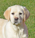 yellow female lab pup