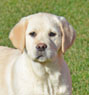 yellow female lab pup