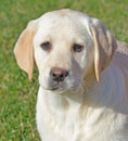 yellow female lab pup