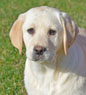 yellow female lab pup