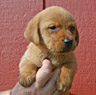 yellow female Lab pup fox red female lab pup